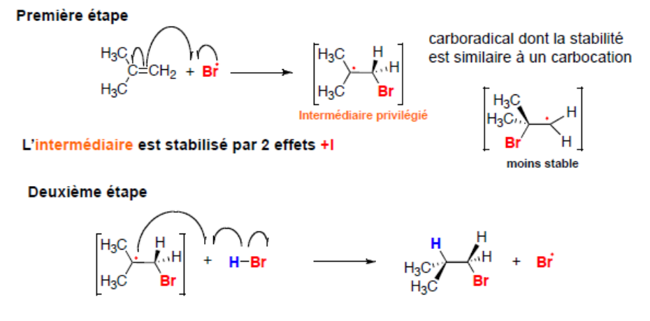 Propagation : Br• s'additionne sur le carbone le moins substitué du 2-méthylpropène, le carboradical tertiaire obtenu est l'intermédiaire privilégié (stabilisé par 2 effets +I) ; il arrache ensuite l'hydrogène de H-Br pour donner le produit anti-Markovnikov et régénérer Br•