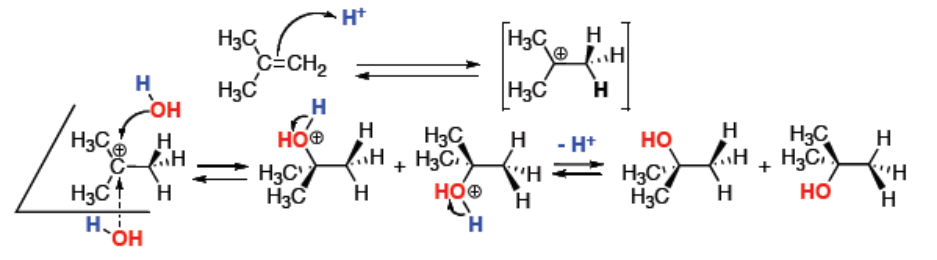 Mécanisme de l'hydratation : protonation de l'alcène en carbocation, attaque de l'eau sur l'une ou l'autre face du carbocation plan, puis déprotonation de l'ion oxonium donnant les deux énantiomères de l'alcool
