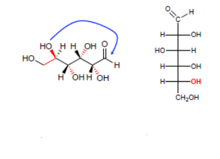 Représentation de Fischer du glucose : forme ouverte en représentation de Cram et projection de Fischer correspondante