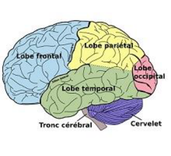Figure 1.2 : les différents lobes constituant le cerveau humain